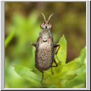 Coremacera marginata - Hornfliege 03.jpg